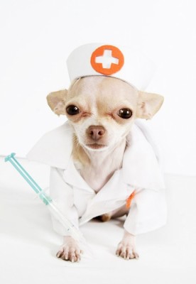 b_0_650_00___images_article-dogs_article-dog-24.jpg